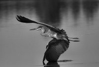 330 - HERON - MIKSIK IVAN - czech republic <div